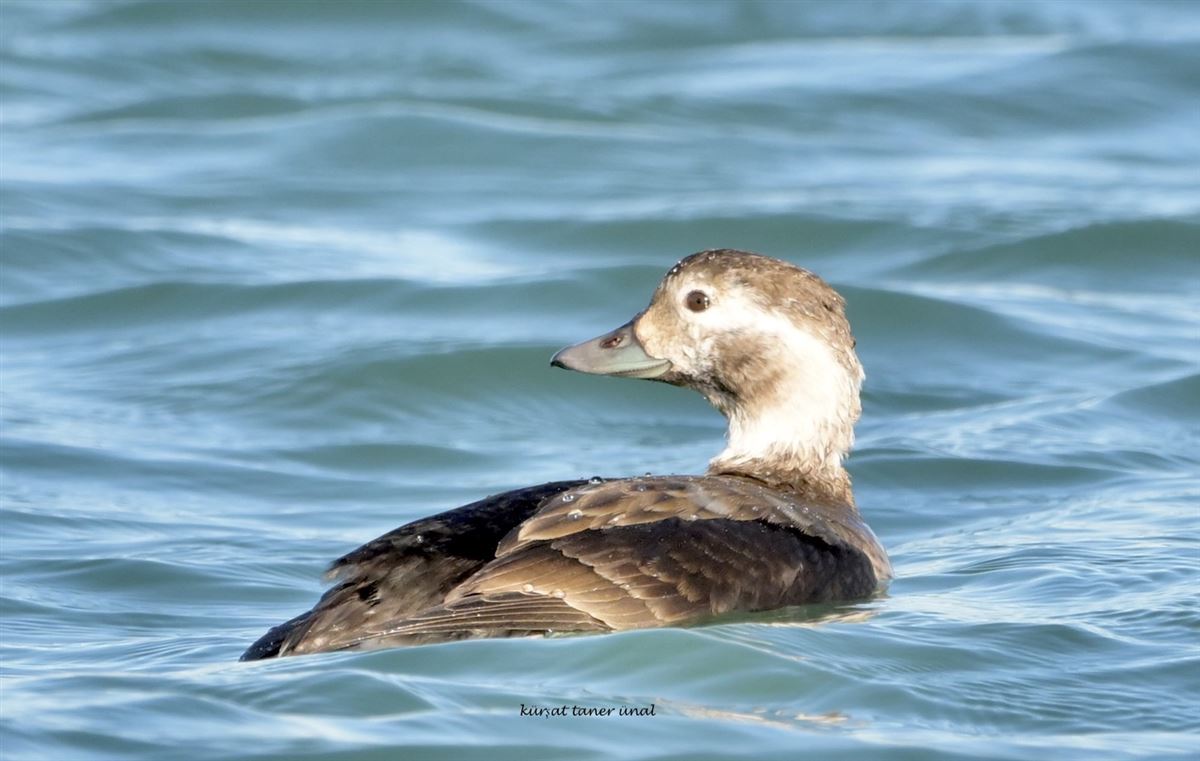 Long-tailed Duck