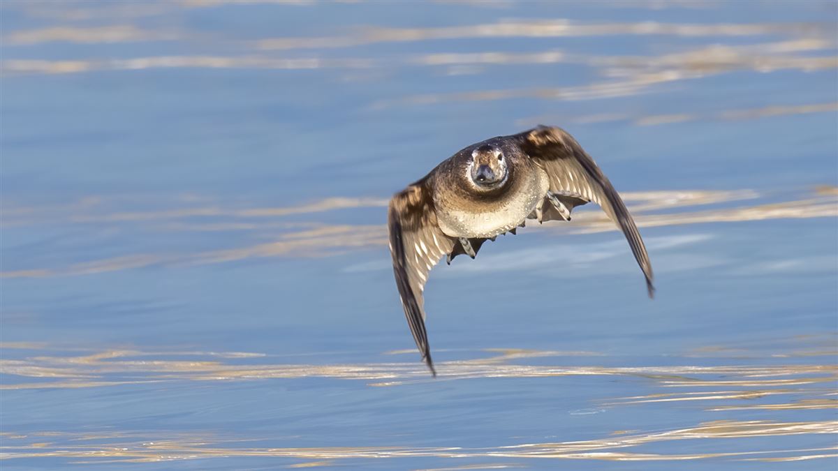 Long-tailed Duck
