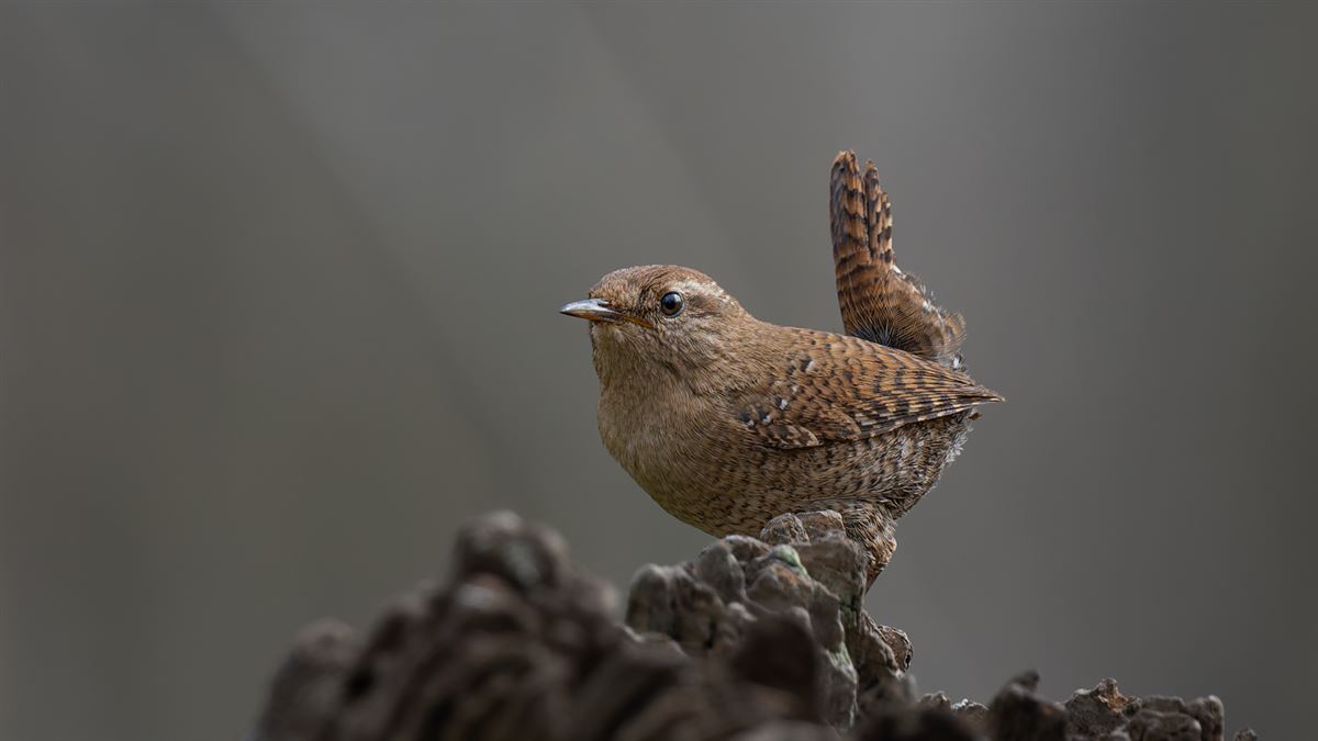 Eurasian Wren