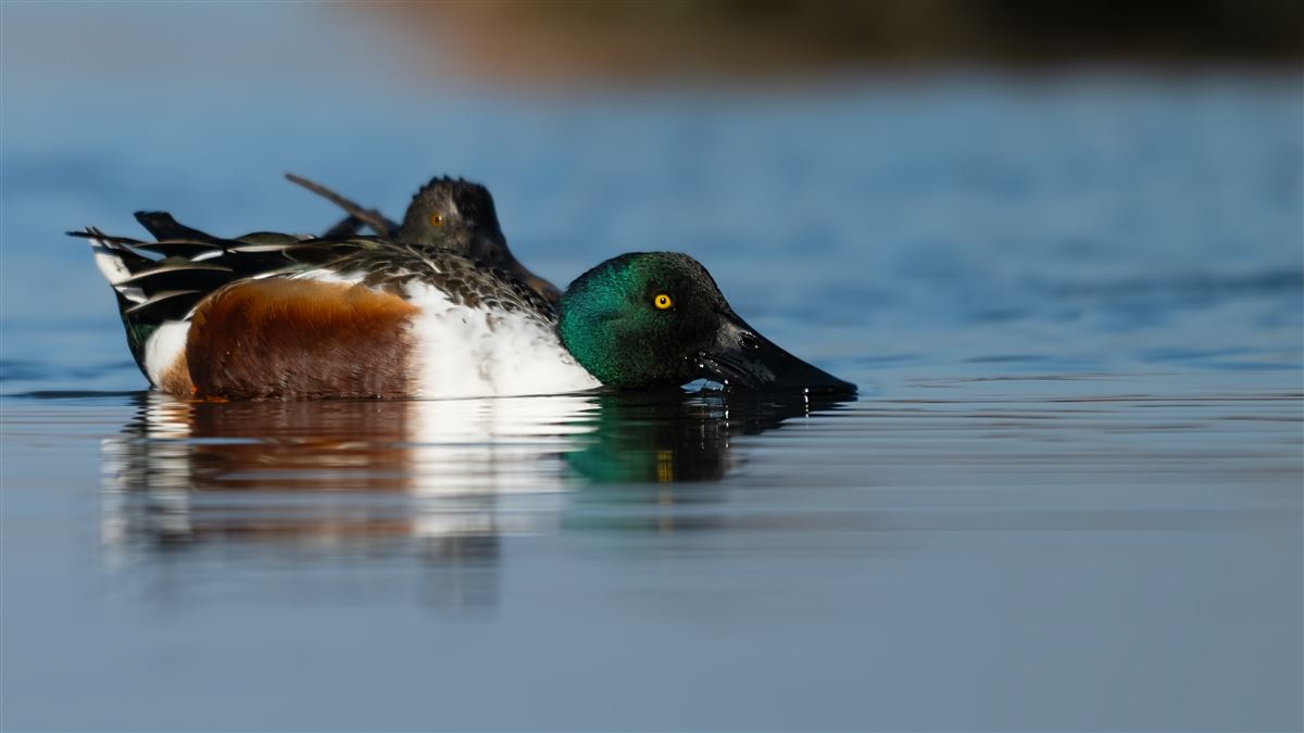 Northern Shoveler