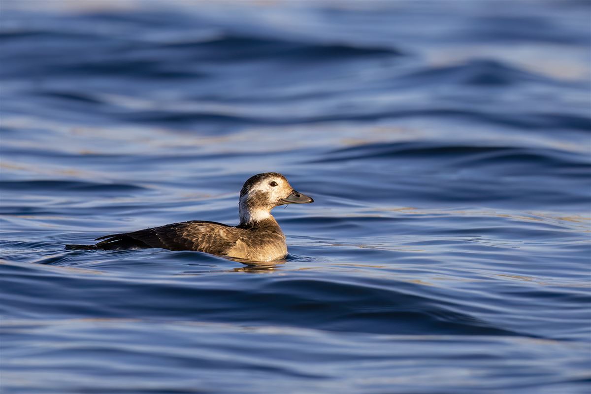 Long-tailed Duck