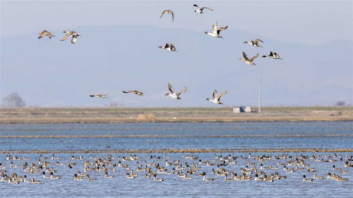Northern Pintail