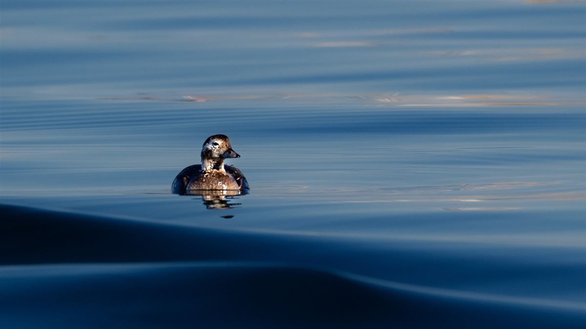 Long-tailed Duck