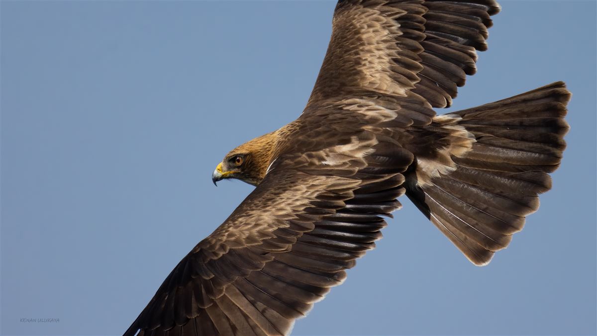 Booted Eagle
