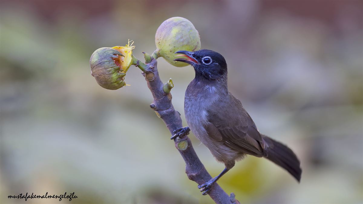 White-spectacled Bulbul