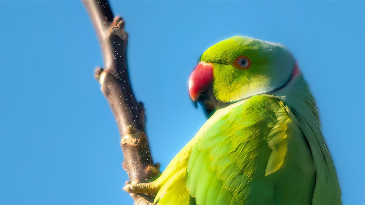 Rose-ringed Parakeet