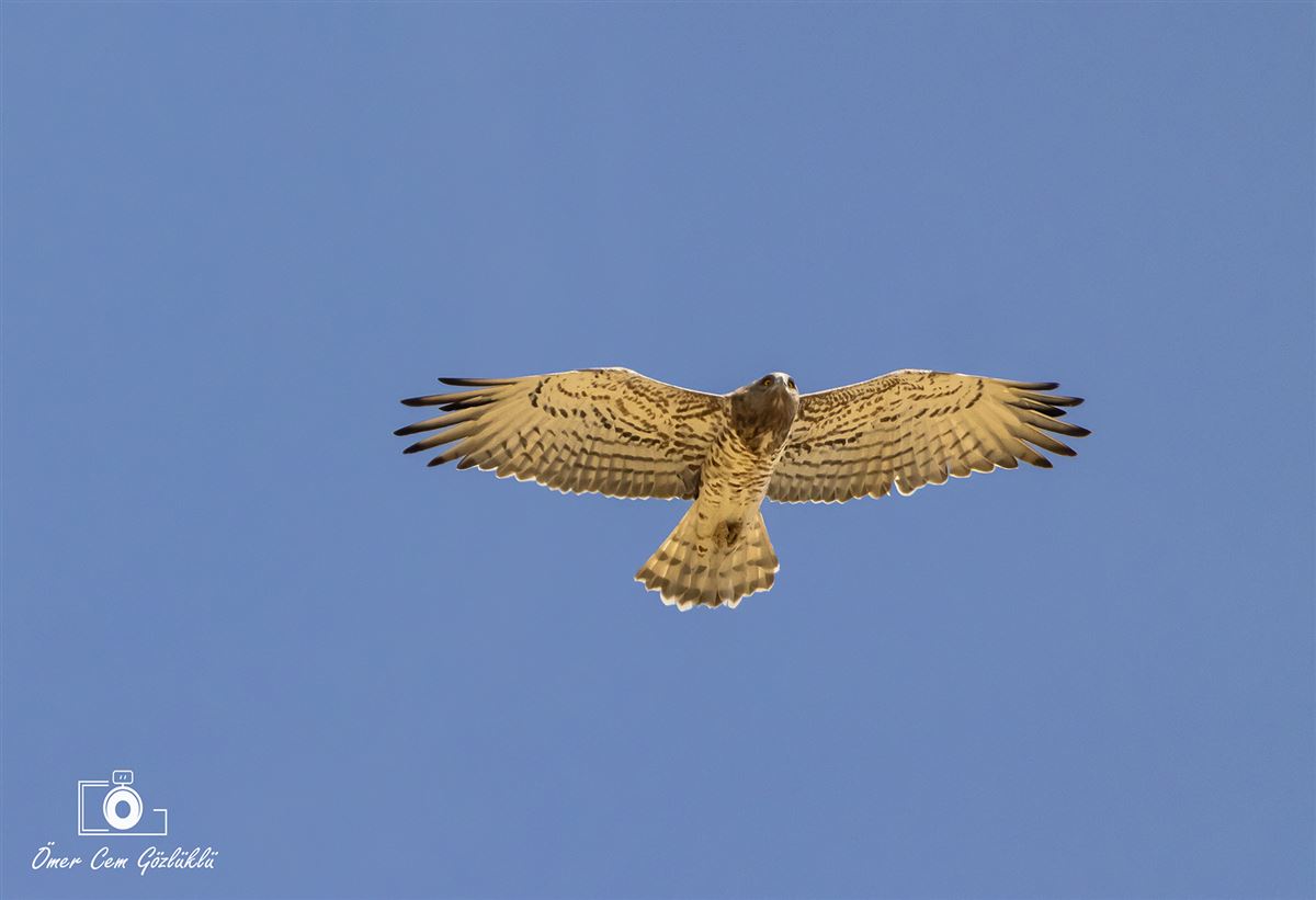 Short-toed Snake Eagle
