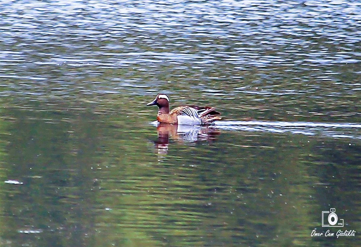 Garganey