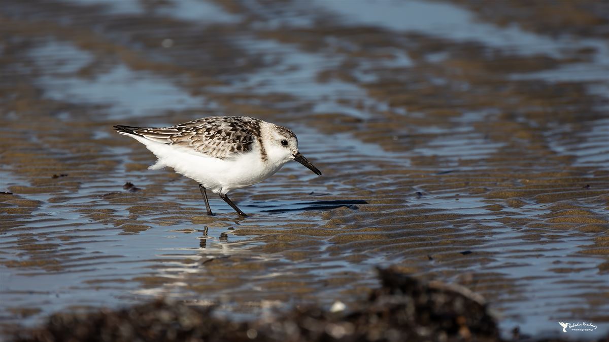Sanderling