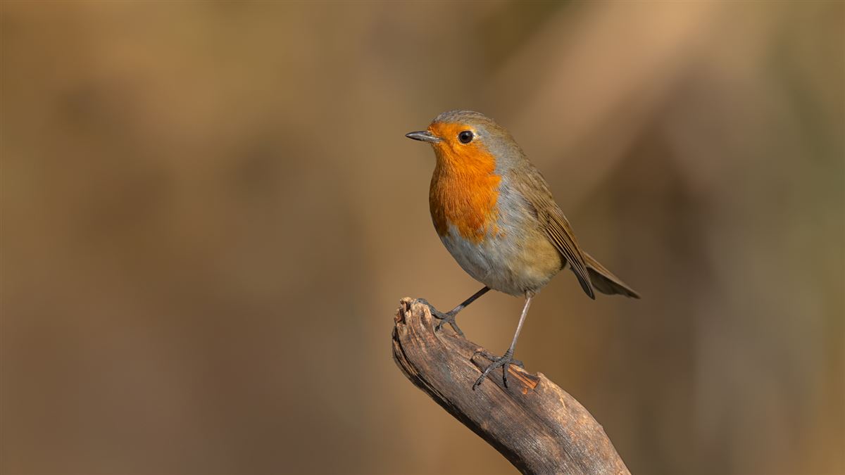European Robin