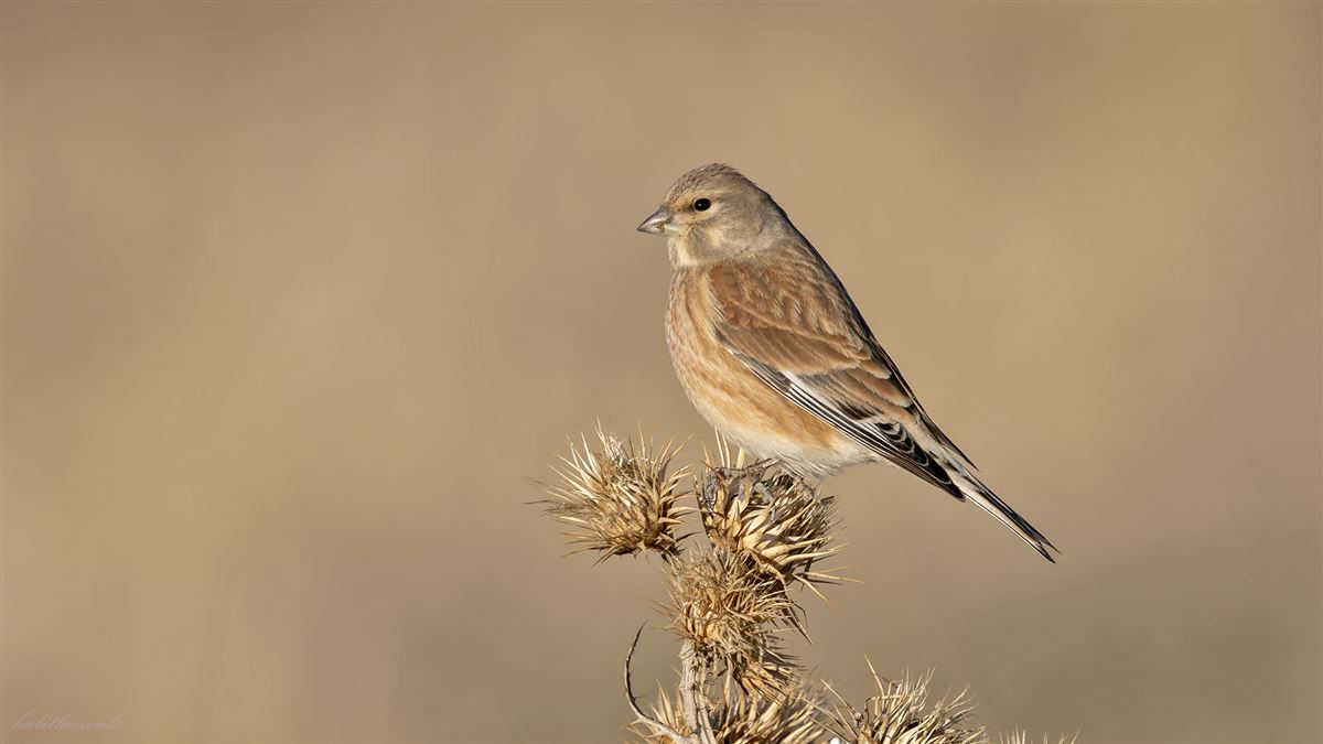 Common Linnet