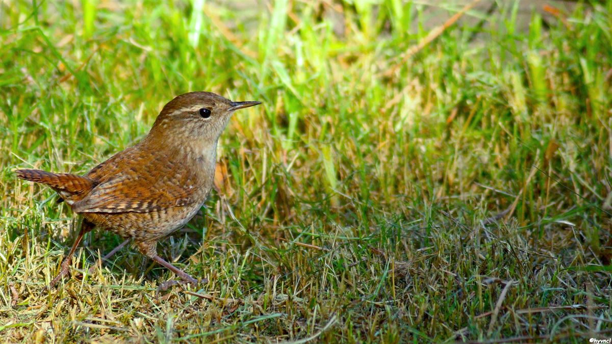 Eurasian Wren