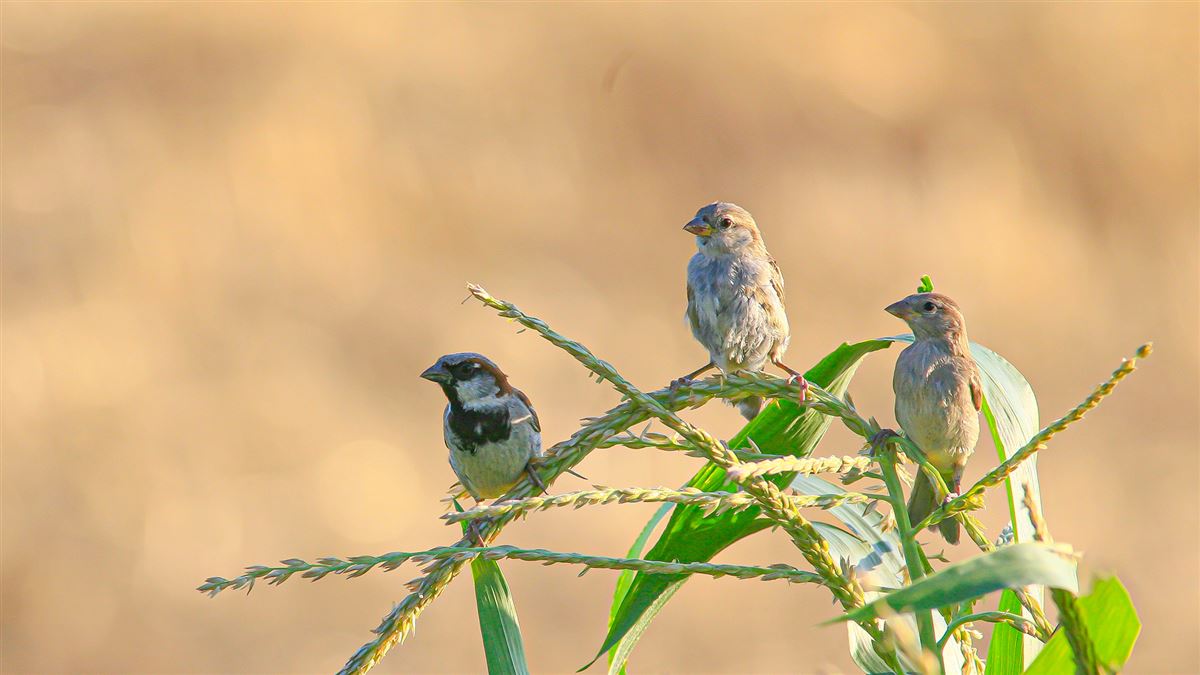 House Sparrow