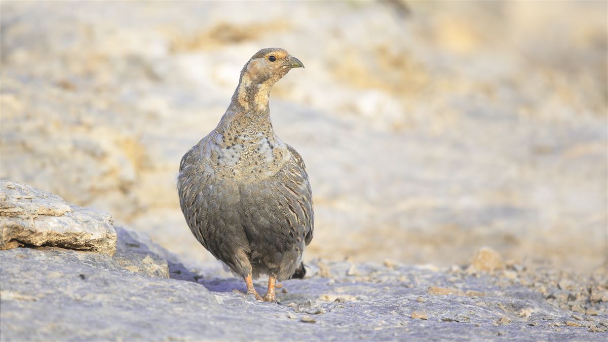 Caspian Snowcock