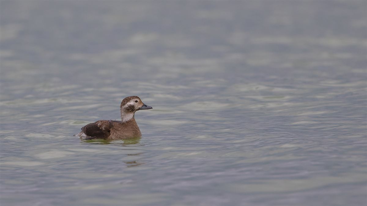 Long-tailed Duck