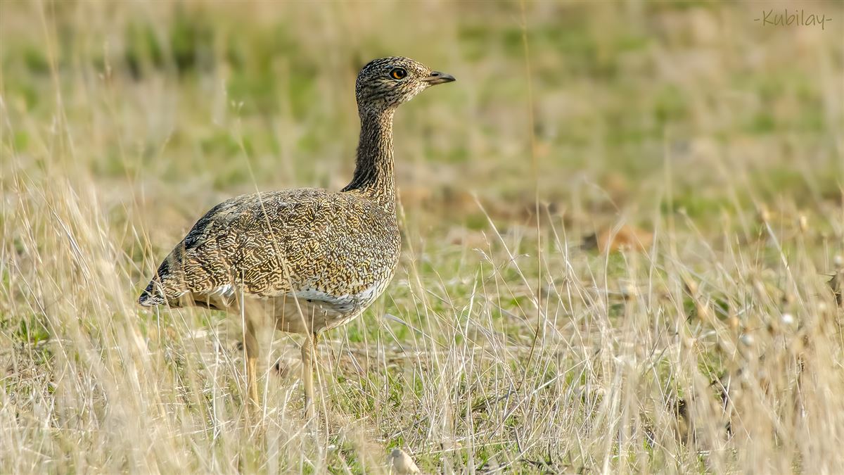 Little Bustard
