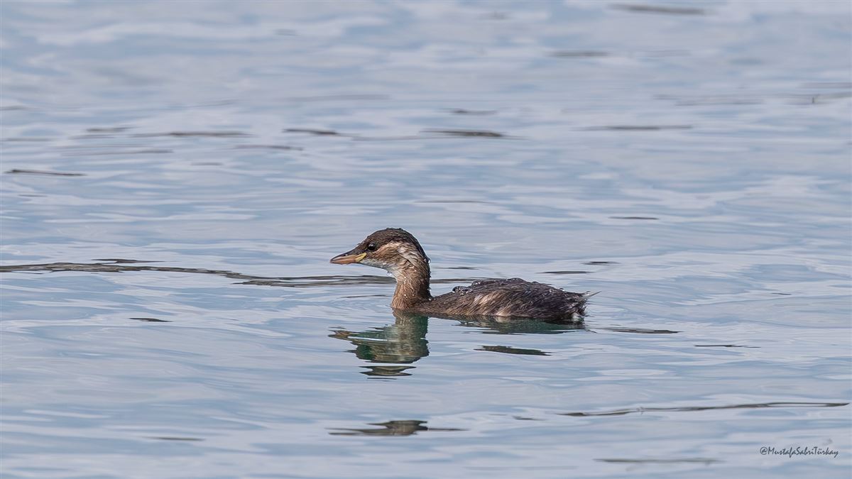 Little Grebe