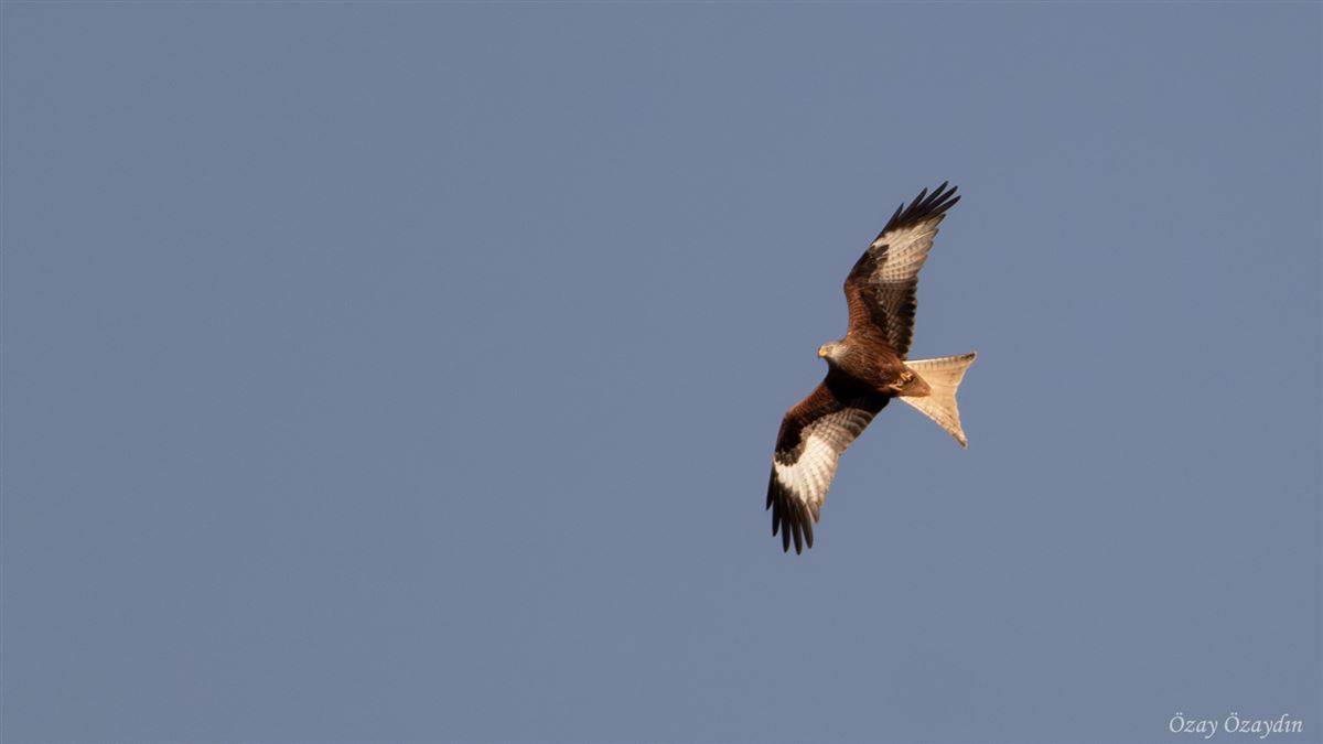 Red Kite
