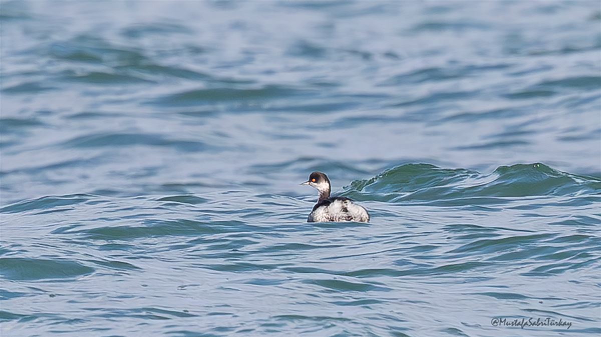 Black-necked Grebe