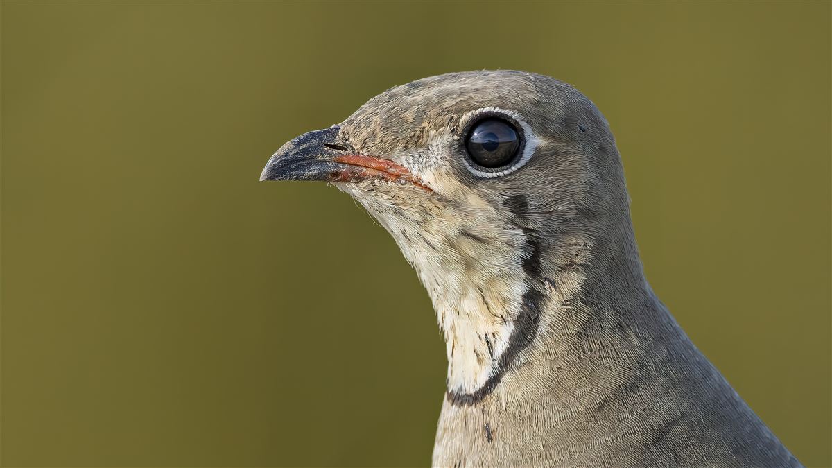 Collared Pratincole