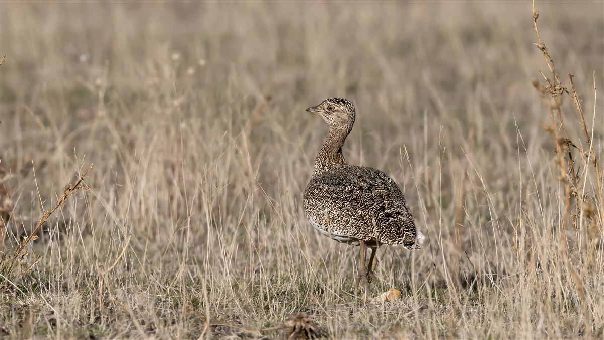 Little Bustard