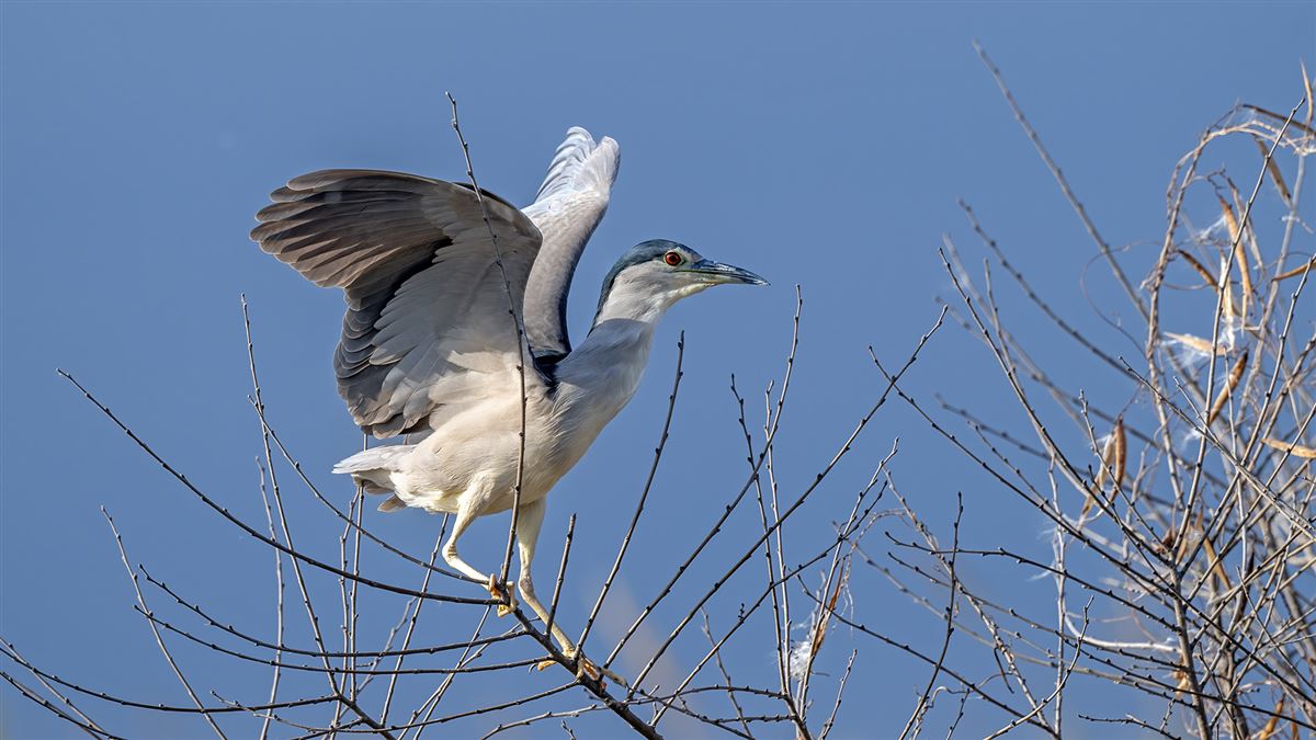 Black-crowned Night Heron