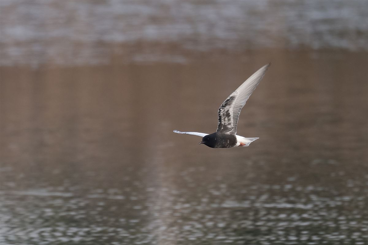 White-winged Tern