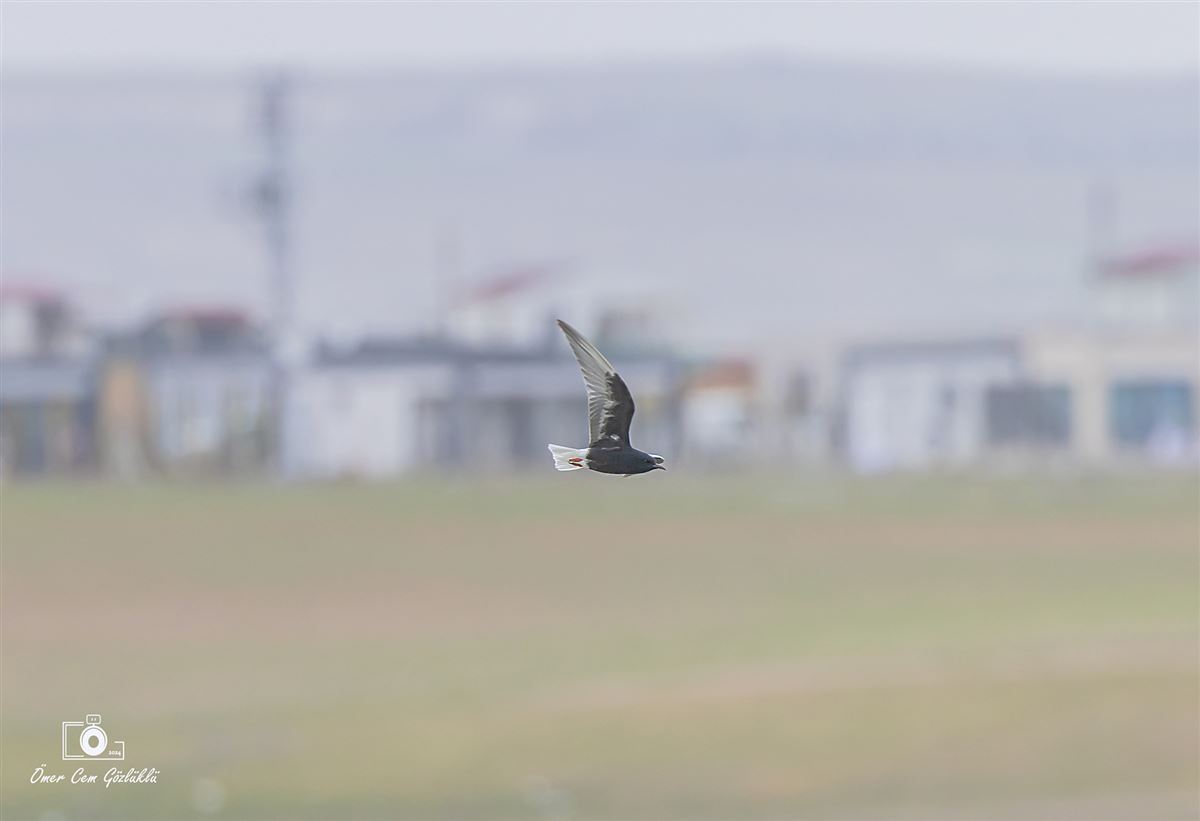 White-winged Tern