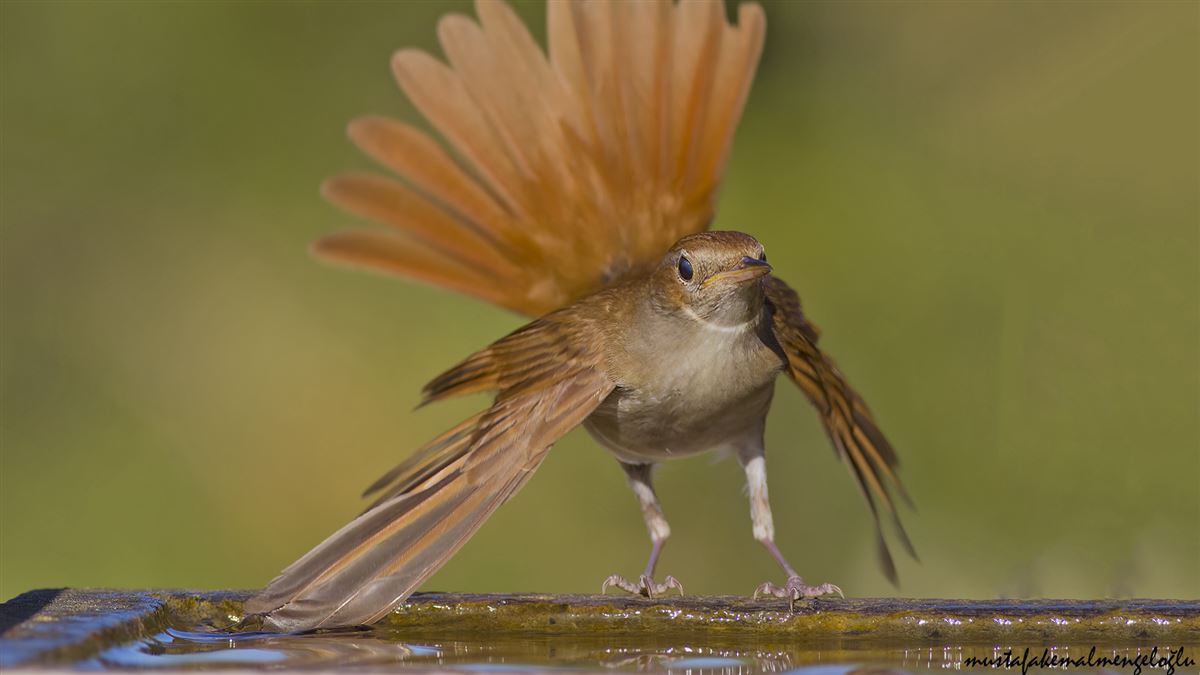 Common Nightingale