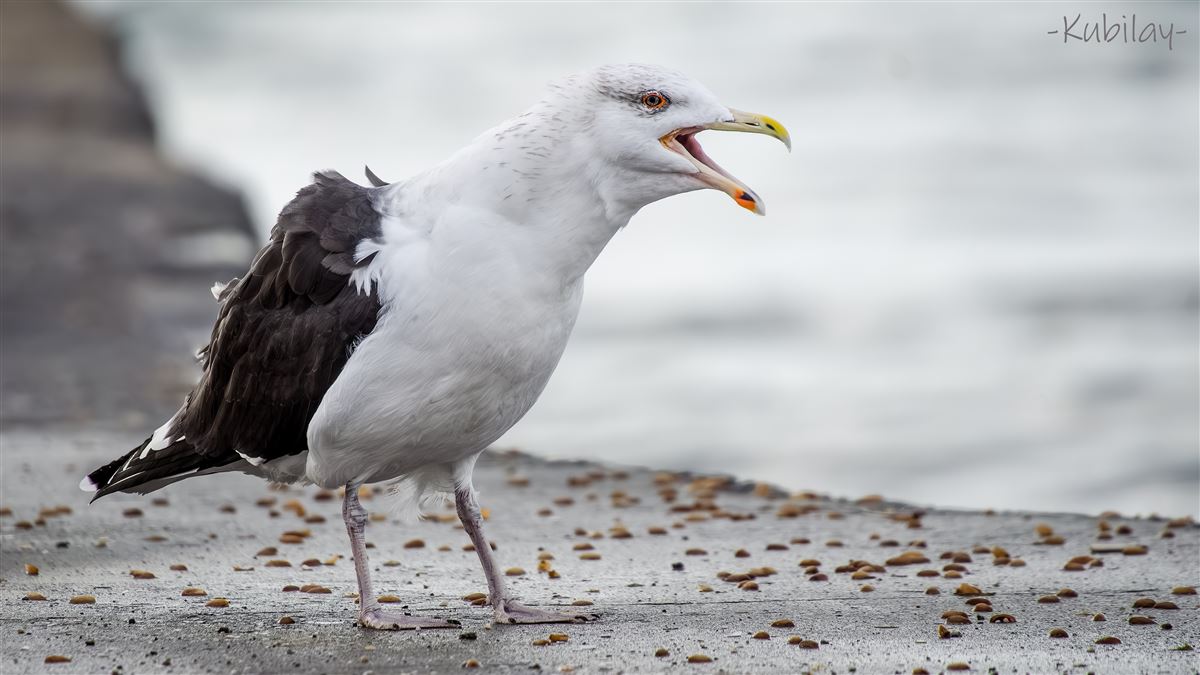 Great Black-backed Gull