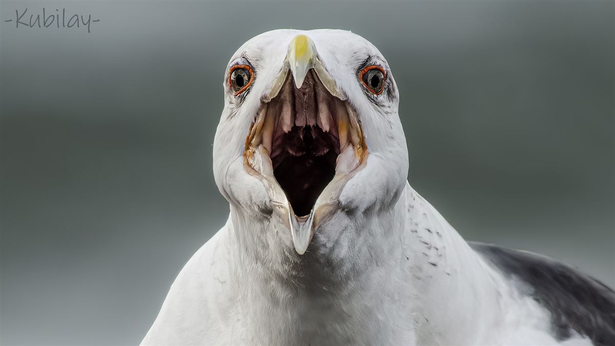Great Black-backed Gull