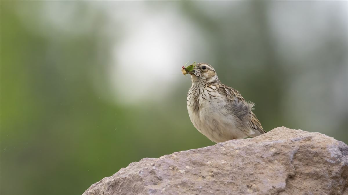 Woodlark