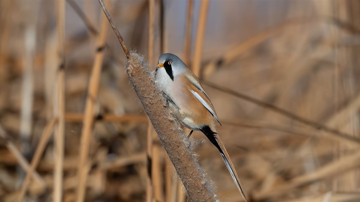 Bearded Reedling