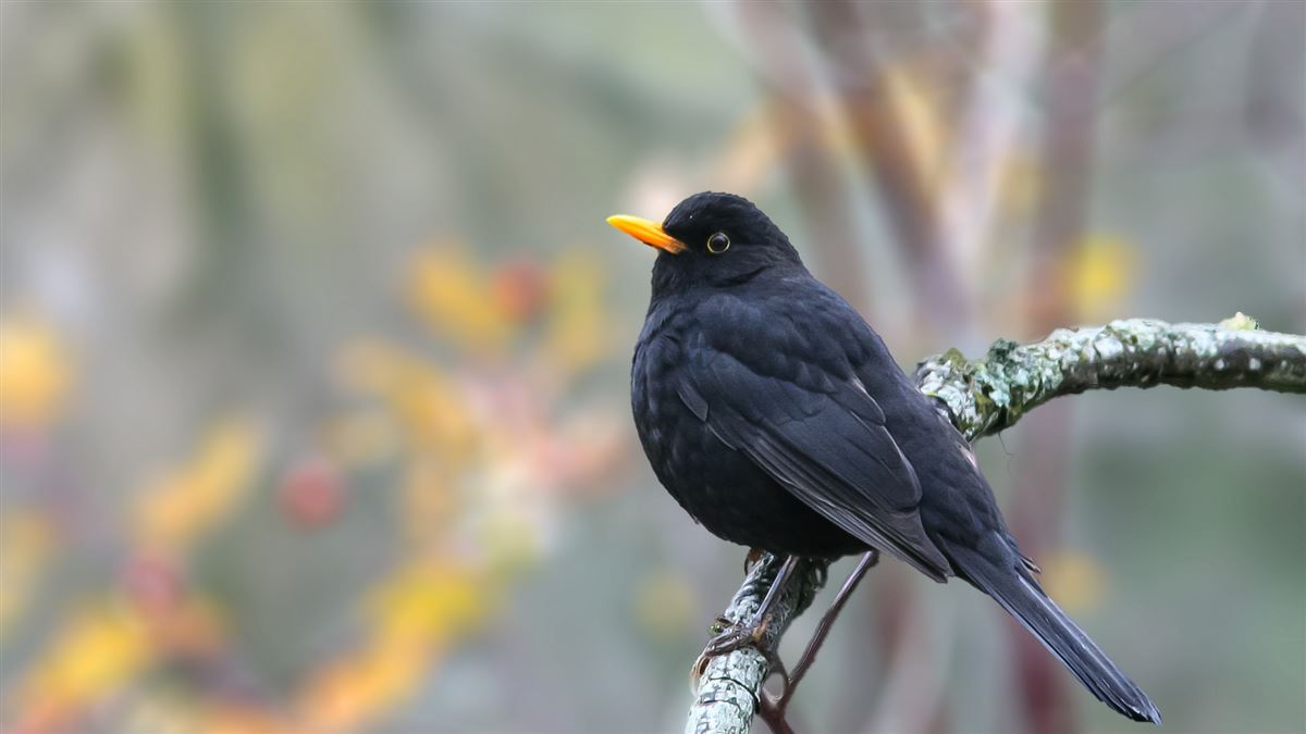 Common Blackbird