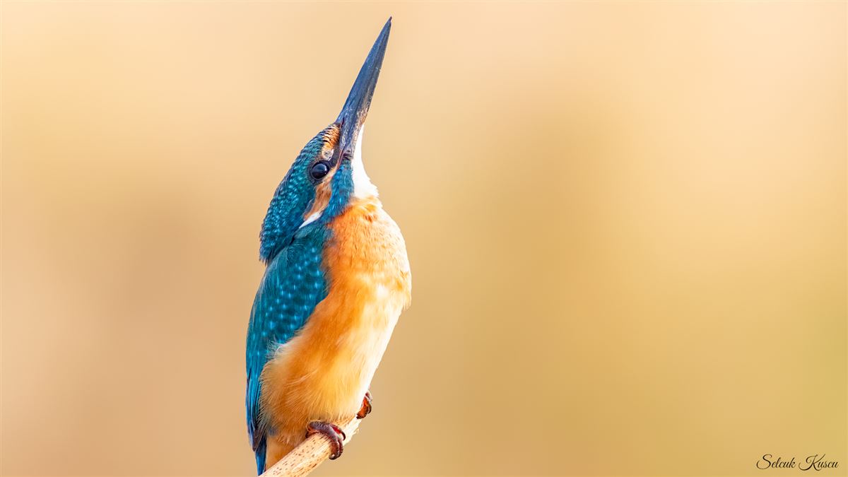 Common Kingfisher