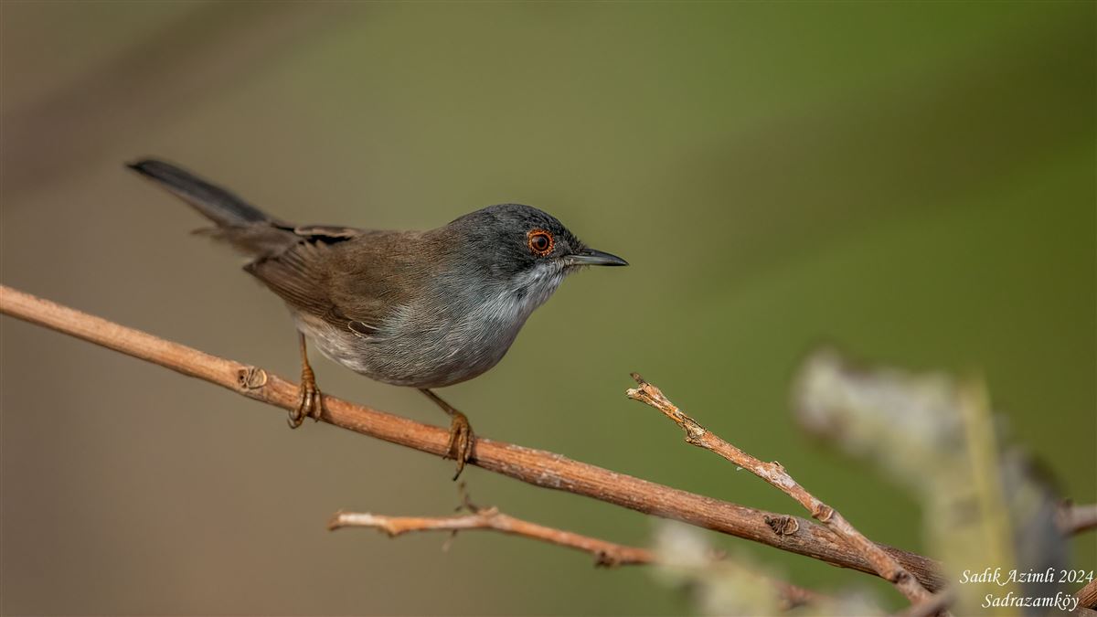 Sardinian Warbler