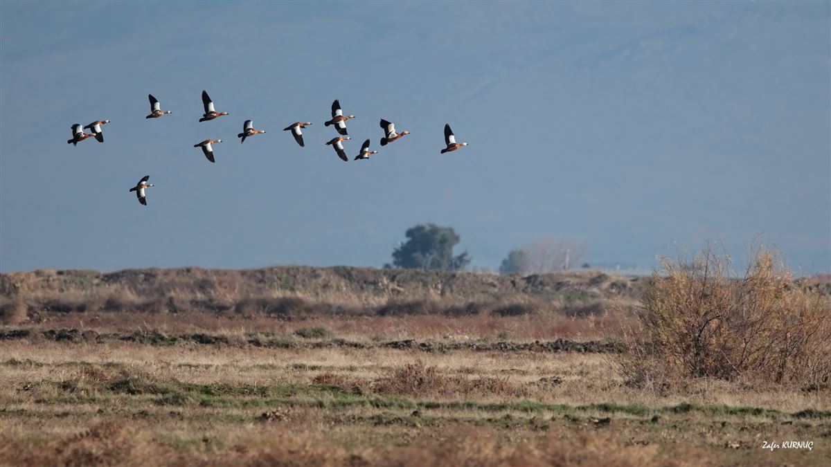 Ruddy Shelduck