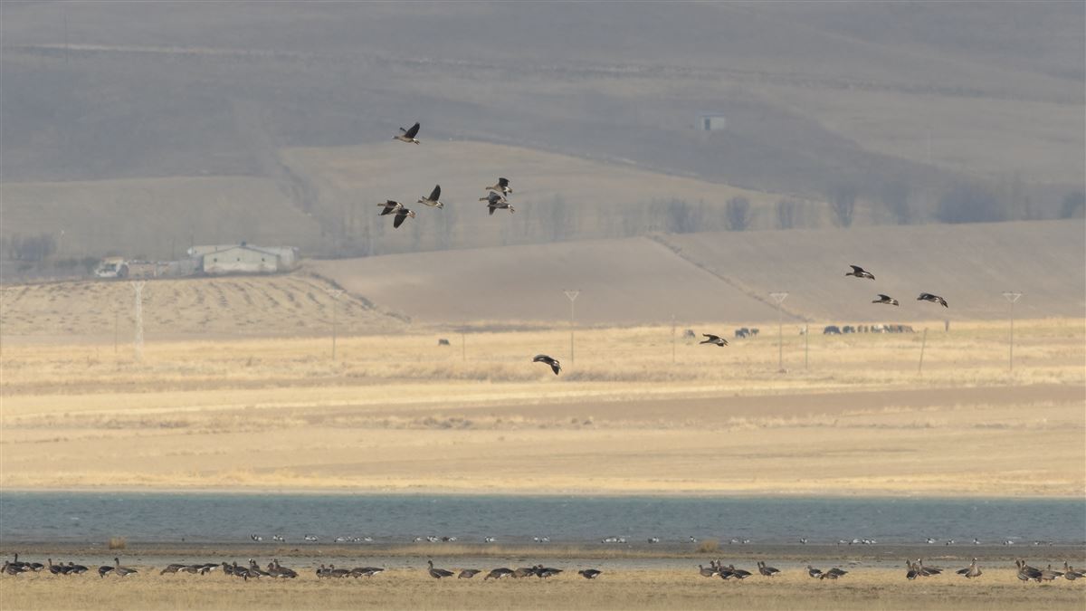 Lesser White-fronted Goose