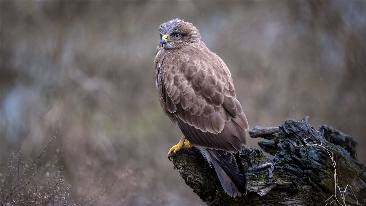 Common Buzzard