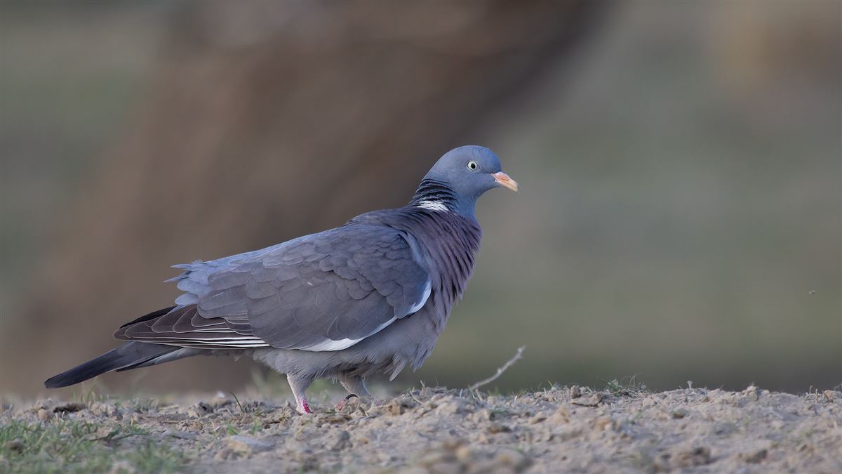 Common Wood Pigeon
