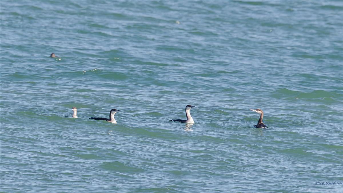 Black-throated Loon