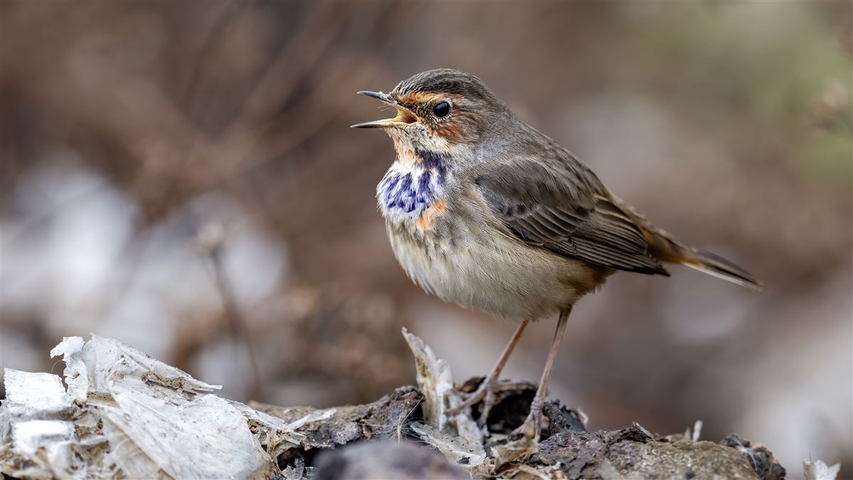 Bluethroat