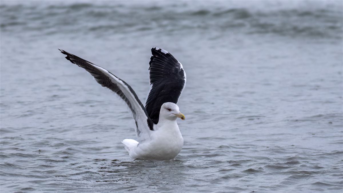 Great Black-backed Gull