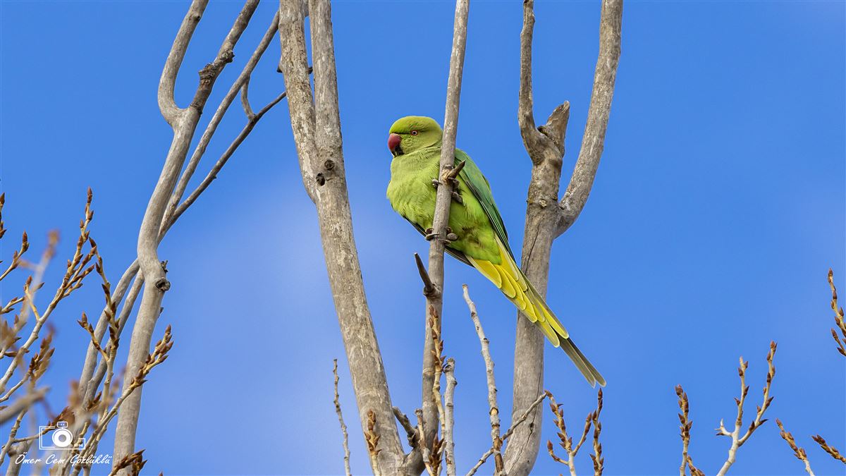 Rose-ringed Parakeet