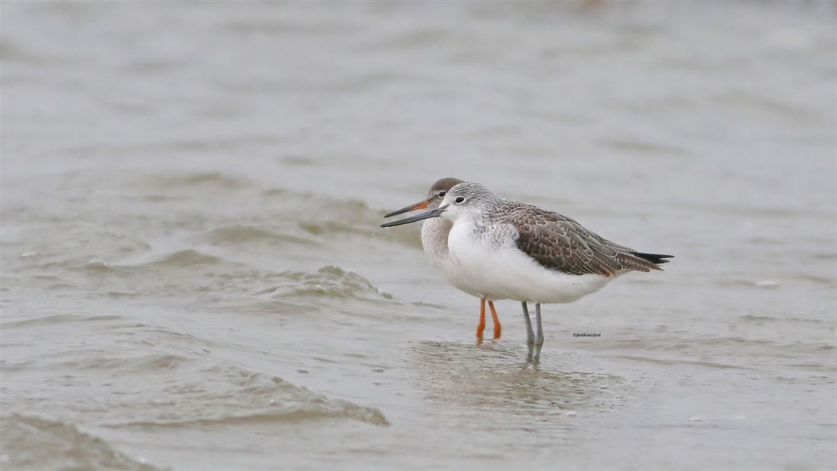 Common Greenshank