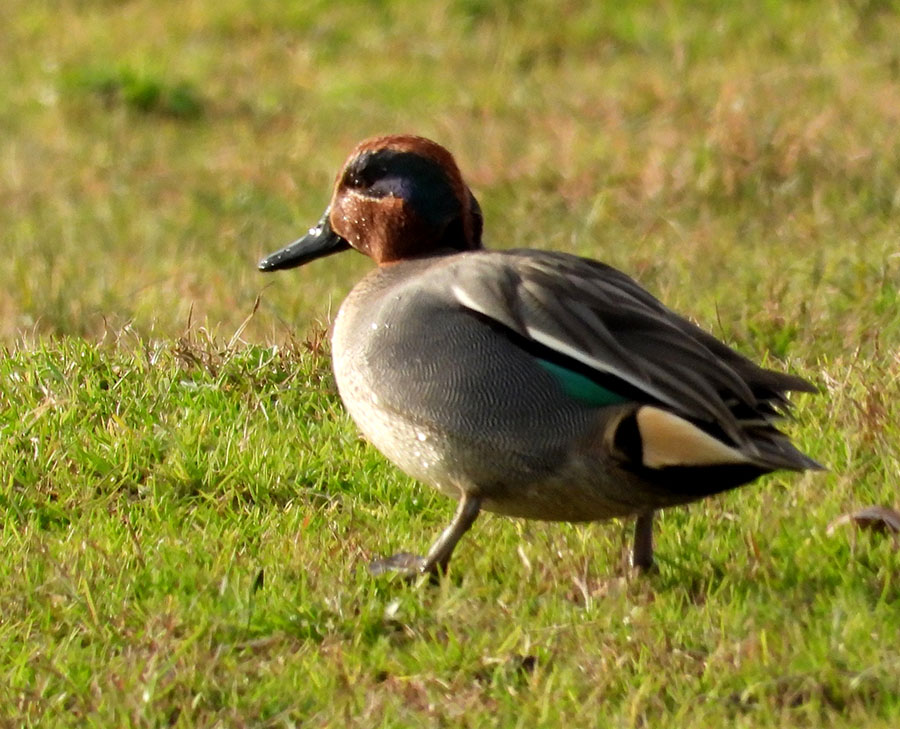 Eurasian Teal