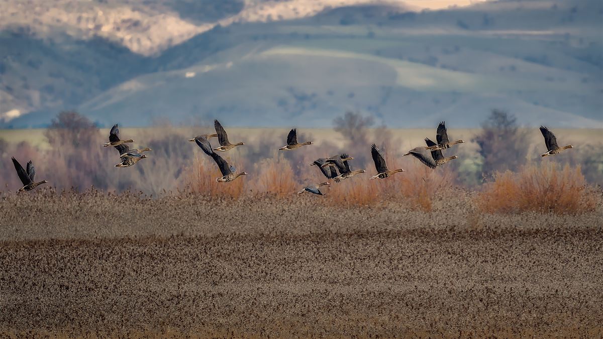 Greater White-fronted Goose