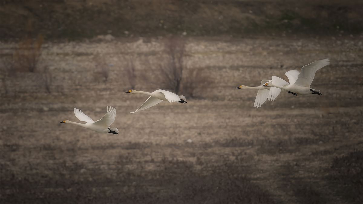 Tundra Swan