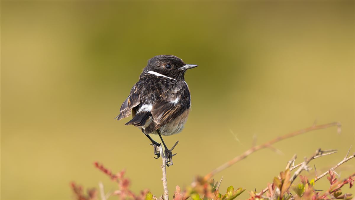 European Stonechat