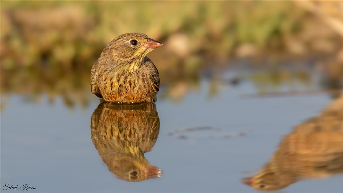 Ortolan Bunting
